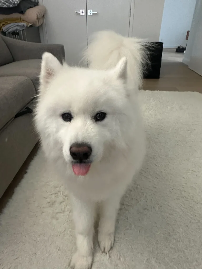 Chief Happiness Officer